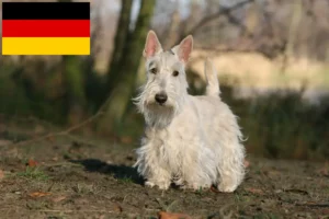 Scopri di più sull'articolo Allevatori di Scottish Terrier e cuccioli in Germania