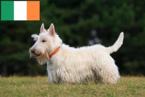 Scopri di più sull'articolo Allevatori e cuccioli di Scottish Terrier in Irlanda