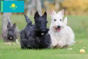 Scopri di più sull'articolo Allevatori di Scottish Terrier e cuccioli in Kazakistan