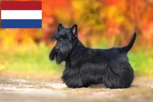 Scopri di più sull'articolo Allevatori di Scottish Terrier e cuccioli in Olanda