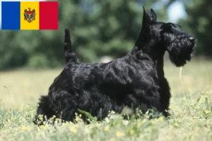 Scopri di più sull'articolo Allevatori e cuccioli di Scottish Terrier in Moldavia