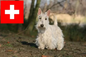 Scopri di più sull'articolo Allevatori di Scottish Terrier e cuccioli in Svizzera