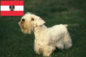 Scopri di più sull'articolo Allevatori di Sealyham Terrier e cuccioli in Austria