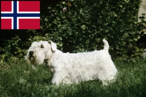 Scopri di più sull'articolo Allevatori di Sealyham Terrier e cuccioli in Norvegia