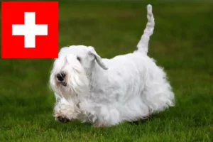 Scopri di più sull'articolo Allevatori di Sealyham Terrier e cuccioli in Svizzera