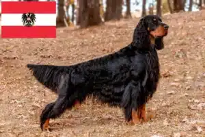 Scopri di più sull'articolo Allevatori di Gordon Setter e cuccioli in Austria