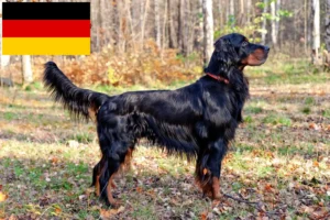 Scopri di più sull'articolo Allevatori di Gordon Setter e cuccioli in Germania