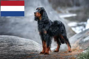 Scopri di più sull'articolo Allevatori di Setter Gordon e cuccioli in Olanda