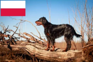 Scopri di più sull'articolo Allevatori di Gordon Setter e cuccioli in Polonia