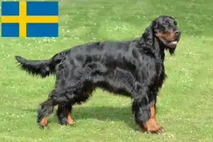 Scopri di più sull'articolo Allevatori di Gordon Setter e cuccioli in Svezia