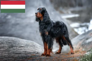 Scopri di più sull'articolo Allevatori di Gordon Setter e cuccioli in Ungheria