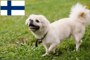 Scopri di più sull'articolo Allevatori di Spaniel Tibetano e cuccioli in Finlandia