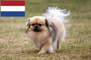 Scopri di più sull'articolo Allevatori di Tibetan Spaniel e cuccioli nei Paesi Bassi