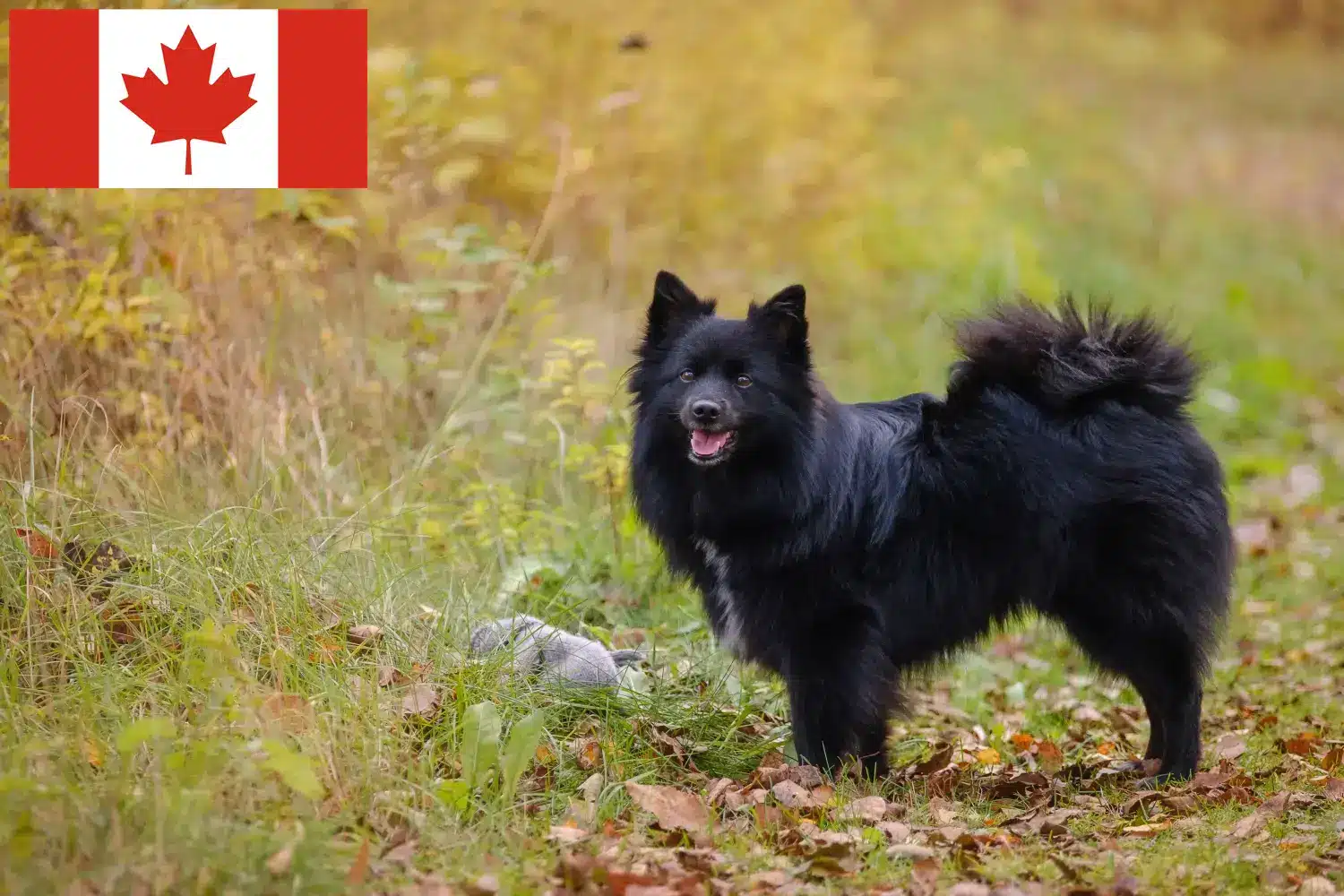 Scopri di più sull'articolo Allevatori di Spitz e cuccioli in Canada