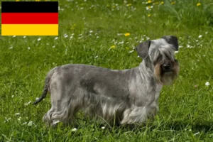 Scopri di più sull'articolo Allevatori e cuccioli di Terrier ceco in Germania