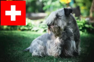 Scopri di più sull'articolo Allevatori e cuccioli di Terrier ceco in Svizzera