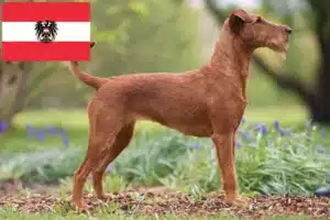 Scopri di più sull'articolo Allevatori di Irish Terrier e cuccioli in Austria