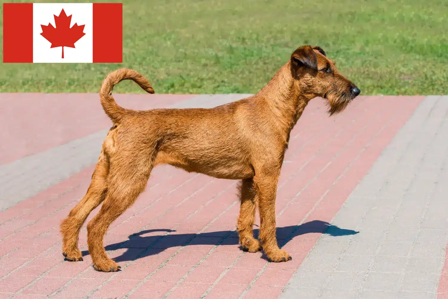 Scopri di più sull'articolo Allevatori e cuccioli di Irish Terrier in Canada