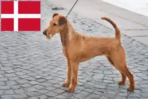 Scopri di più sull'articolo Allevatori e cuccioli di Irish Terrier in Danimarca