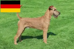 Scopri di più sull'articolo Allevatori e cuccioli di Irish Terrier in Germania