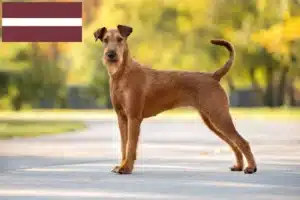 Scopri di più sull'articolo Allevatori di Irish Terrier e cuccioli in Lettonia