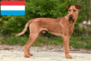 Scopri di più sull'articolo Allevatori e cuccioli di Irish Terrier in Lussemburgo