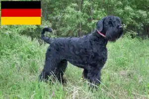 Scopri di più sull'articolo Allevatori e cuccioli di Terrier Nero Russo in Germania