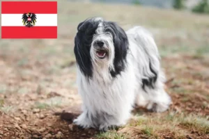 Scopri di più sull'articolo Allevatori e cuccioli di Tibetan Terrier in Austria