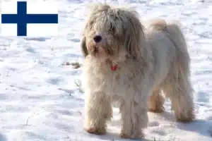 Scopri di più sull'articolo Allevatori di Tibetan Terrier e cuccioli in Finlandia