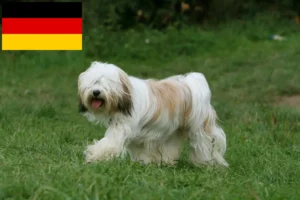 Scopri di più sull'articolo Allevatori di Tibetan Terrier e cuccioli in Germania