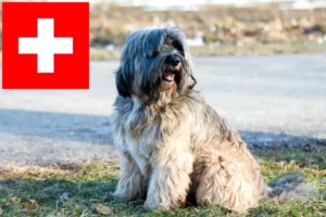 Scopri di più sull'articolo Allevatori di Tibetan Terrier e cuccioli in Svizzera