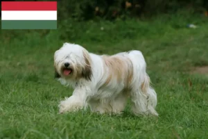 Scopri di più sull'articolo Allevatori e cuccioli di Tibetan Terrier in Ungheria