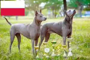 Scopri di più sull'articolo Allevatori di Thai Ridgeback e cuccioli in Polonia