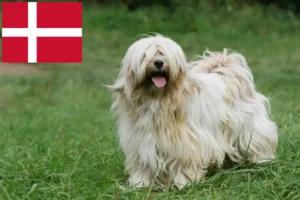 Scopri di più sull'articolo Allevatori di Tibetan Terrier e cuccioli in Danimarca