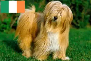 Scopri di più sull'articolo Allevatori di Tibetan Terrier e cuccioli in Irlanda