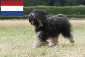 Scopri di più sull'articolo Allevatori di Tibetan Terrier e cuccioli nei Paesi Bassi