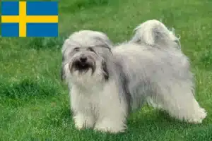 Scopri di più sull'articolo Allevatori di Tibetan Terrier e cuccioli in Svezia