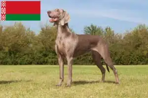 Scopri di più sull'articolo Allevatori di Weimaraner e cuccioli in Bielorussia