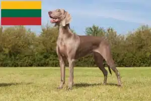 Scopri di più sull'articolo Allevatori di Weimaraner e cuccioli in Lituania