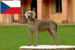 Scopri di più sull'articolo Allevatori e cuccioli di Weimaraner in Repubblica Ceca