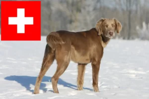 Scopri di più sull'articolo Allevatori e cuccioli di Weimaraner in Svizzera