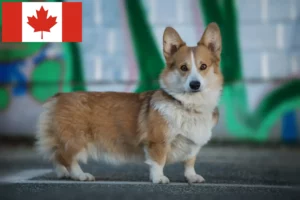 Scopri di più sull'articolo Allevatori e cuccioli di Welsh Corgi in Canada