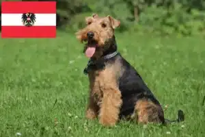 Scopri di più sull'articolo Allevatori e cuccioli di Welsh Terrier in Austria