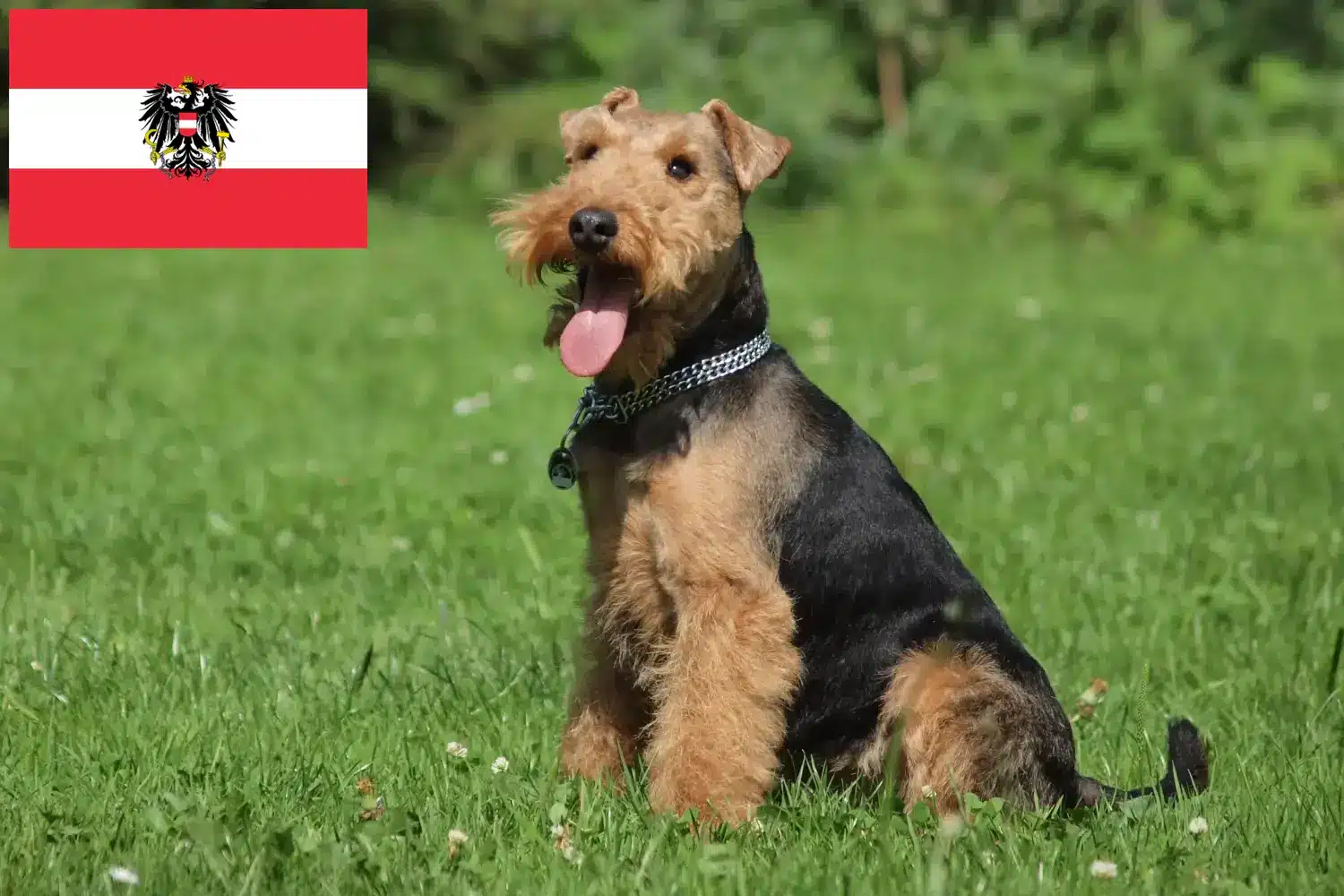 Scopri di più sull'articolo Allevatori e cuccioli di Welsh Terrier in Austria