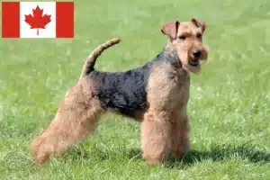 Scopri di più sull'articolo Allevatori e cuccioli di Welsh Terrier in Canada