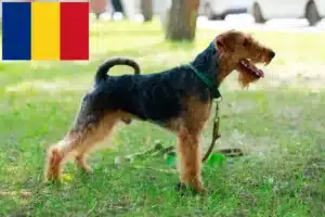 Scopri di più sull'articolo Allevatori di Welsh Terrier e cuccioli in Romania