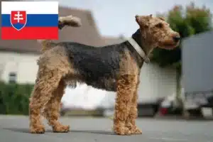 Scopri di più sull'articolo Allevatori e cuccioli di Welsh Terrier in Slovacchia