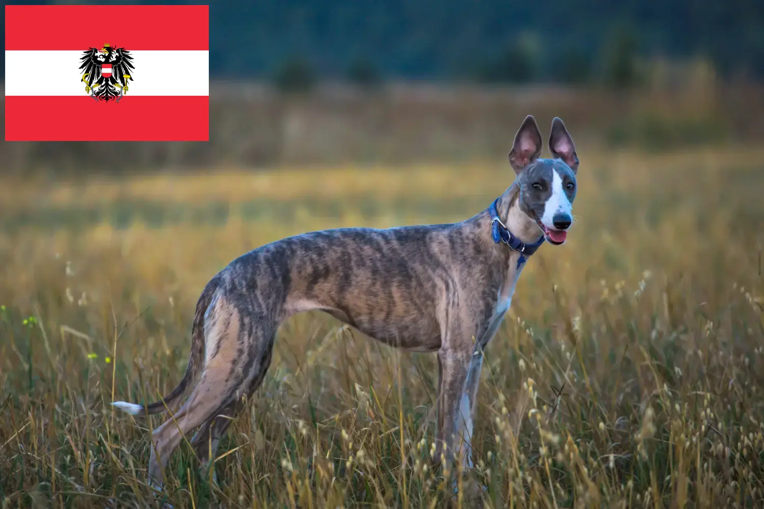 Scopri di più sull'articolo Allevatori e cuccioli di Whippet in Austria