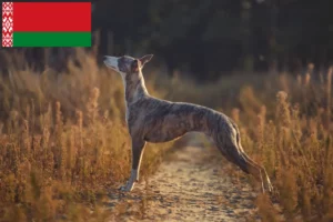 Scopri di più sull'articolo Allevatori di Whippet e cuccioli in Bielorussia