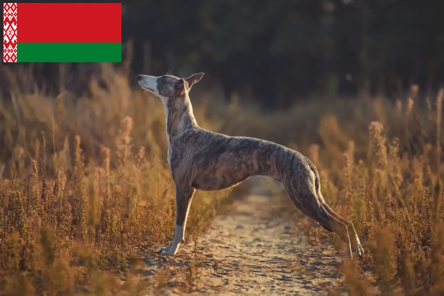 Scopri di più sull'articolo Allevatori di Whippet e cuccioli in Bielorussia